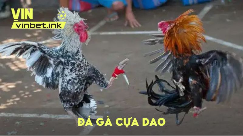 Đá gà cựa dao