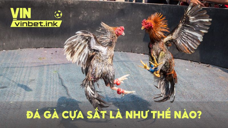 Đá gà cựa sắt là hình thức thi đấu dùng cựa kim loại gắn vào chân chiến kê