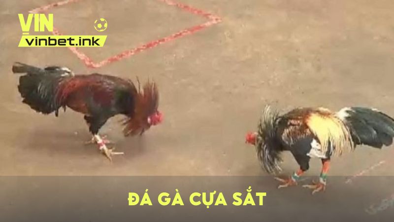 Đá gà cựa sắt