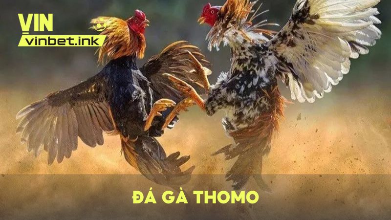 Đá gà Thomo