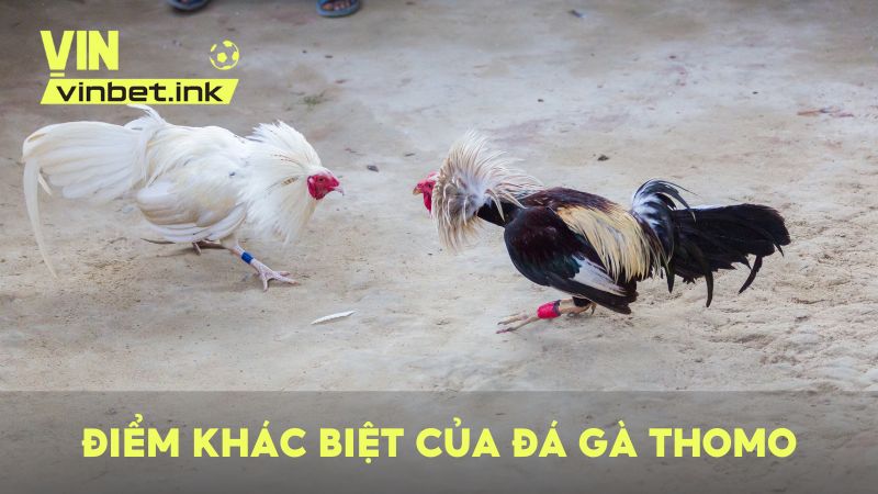 So sánh điểm khác biệt của hình thức chọi gà Thomo so với các hình thức khác