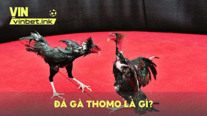 Đá gà Thomo là hình thức đá gà nổi tiếng tại địa phận Thomo của Campuchia