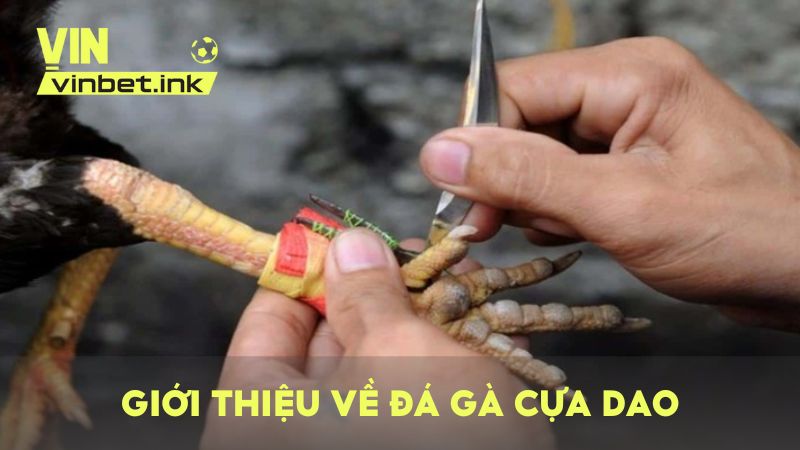 Đá gà cựa dao là phiên bản thi đấu gắn thêm cựa kim loại sắc bén vào chân chiến kê