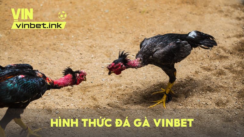 Tổng hợp những hình thức đá gà trực tuyến phổ biến nhất hiện nay