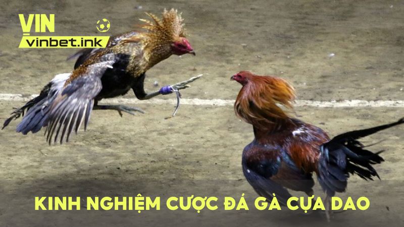 Học hỏi bí quyết chọn kèo chọi gà cựa dao từ cao thủ lâu năm