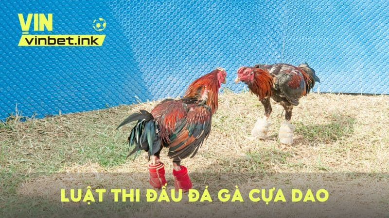 Quy định luật thi đấu trong chọi gà cựa dao đầy đủ nhất