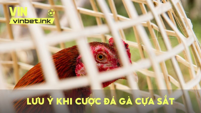 Một vài lưu ý quan trọng khi đặt cược chọi gà cựa sắt để giành thắng lợi