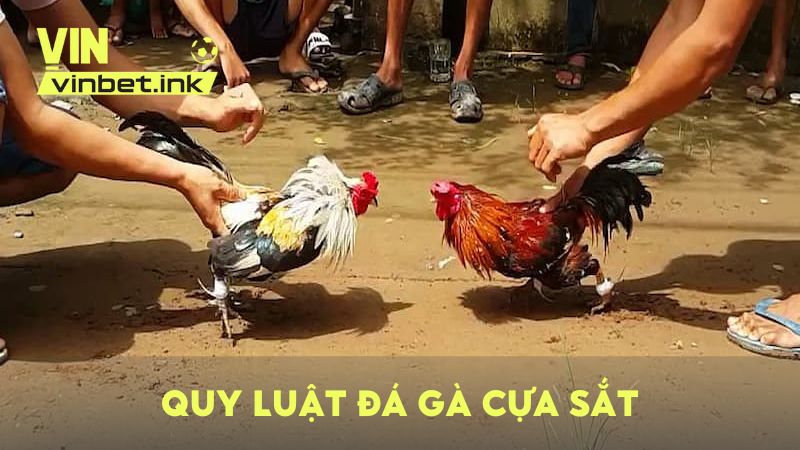 Quy luật chọi gà cựa sắt mới nhất năm 2025 tại các trường gà lớn