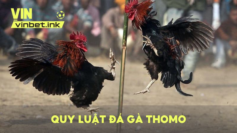 Quy luật chọi gà Thomo đầy đủ mà dân chơi cần nắm rõ trước khi đặt cược
