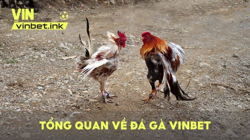 Tổng quan về đá gà VINBET – Trực tiếp hàng trăm trận đá gà mỗi ngày